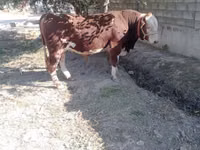 公牛, Simmental cattle — 照片 4