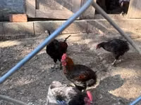 Marans — picha 8