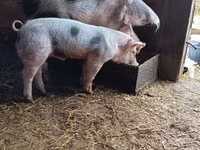 Boar — photo 1