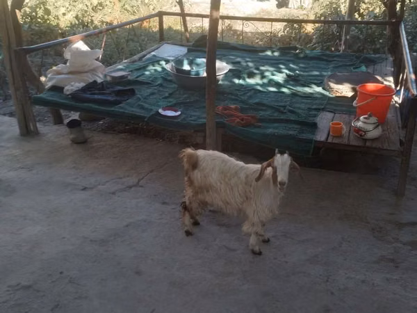 山羊（批次，未指定性别）, Goats