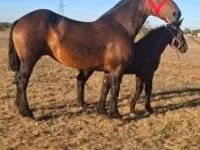 حصان, Percheron — الصورة 2