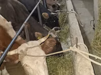 Cow, Alatau breed — photo 5