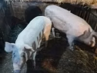 Pigs (batch, sex not specified), Pigs — photo 1