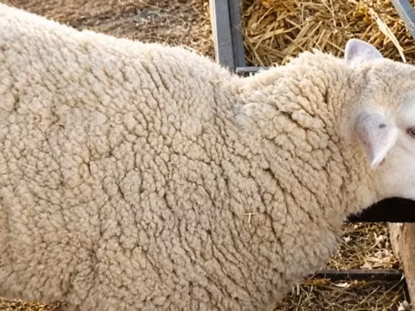 母羊, British  Milksheep