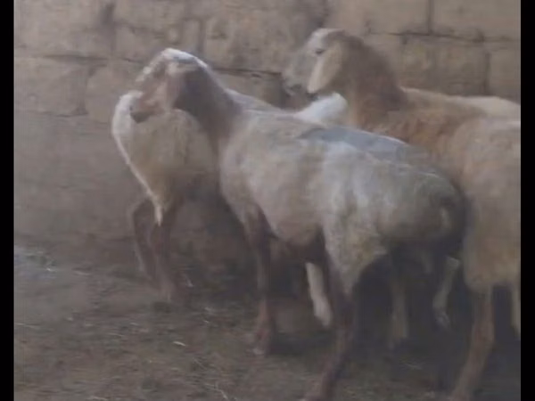 Sheep (batch, sex not specified), Sheep