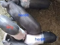 Sow, Pigs — photo 7