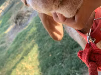 Oveja, Arashan sheep — foto 6