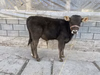 Bull, Cattle — photo 3