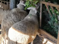 公羊, Baerchuke sheep — 照片 3