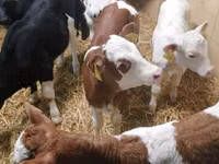 Bovinos (lote, sexo no especificado), Ganado vacuno — foto 3