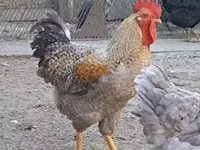 Chickens — फ़ोटो 2