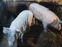 Cerdos (lote, sexo no especificado), Cerdos — foto 1
