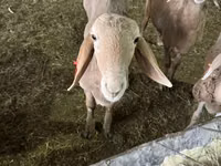 Wad, Sheep — sawirka 6