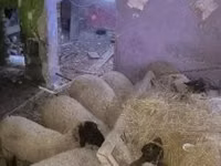 أغنام (دفعة، الجنس غير محدد), Suffolk sheep — الصورة 1