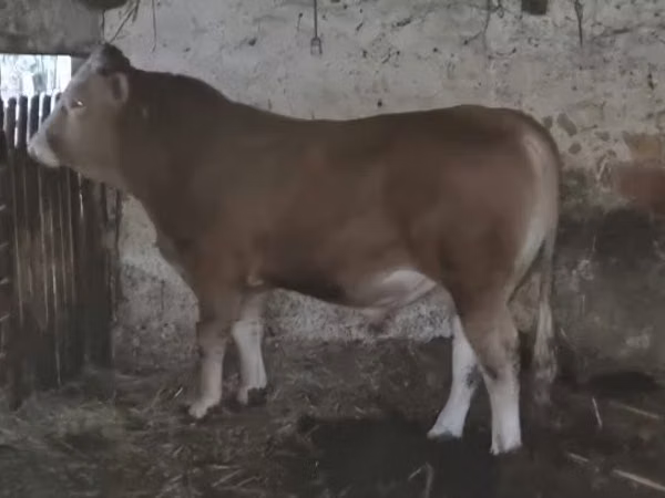 Bull, Charolais cattle