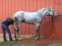 حصان, Tennessee Walking Horse — الصورة 3