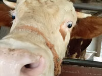 公牛, Simmental cattle — 照片 1
