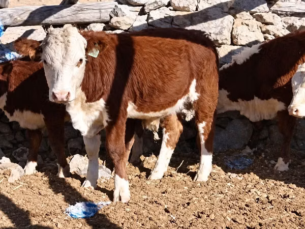 Lo’ (xirmo, jins lama sheegin), Kazakh White-headed cow