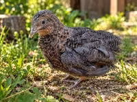 Quails — फ़ोटो 2