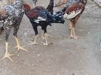 Chickens — 照片 6