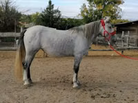Mare, Horses — photo 6