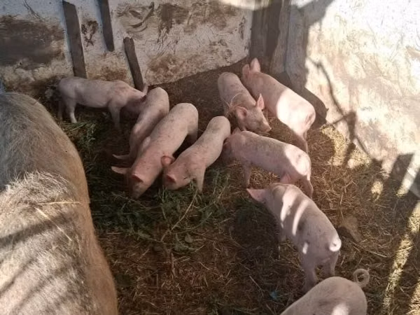 母猪, Pigs
