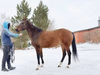 Stute, Akhal-Teke — Foto 4
