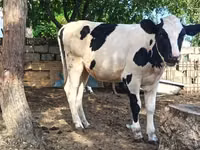 गाय, Simmental cattle — फ़ोटो 8