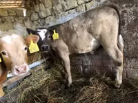 Toro, Simmental cattle — foto 2