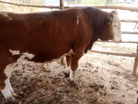 Bulle, Simmental cattle — Foto 2