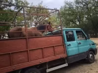 母马, Horses — 照片 2