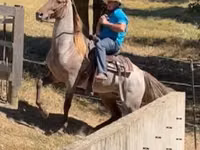 Faras, Rocky Mountain Horse — sawirka 3