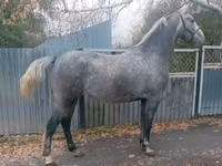 Mare, Orlov Trotter — photo 3