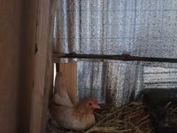 沙拉玛 — 照片 2