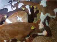 ثور, Simmental cattle — الصورة 2