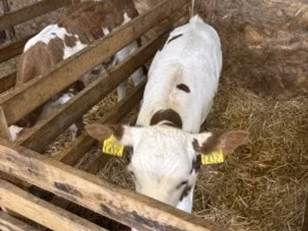 Lo’, British White Cow