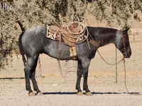 घोड़ा, Quarter Horse — फ़ोटो 5