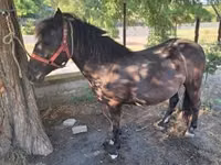 Mare, Horses — photo 8