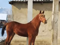Caballo, Karabair horse — foto 1