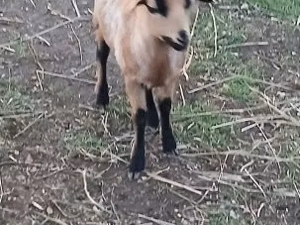 भेड़, Cameroon sheep
