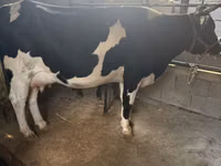 Vaca, Raza Holstein — foto 2