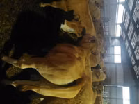 بقرة, Aubrac cattle — الصورة 1