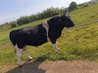Bull, Holstein breed — photo 1