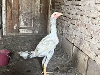 Chickens — الصورة 3