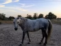 母马, Horses — 照片 2