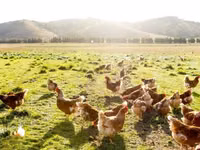 Chickens — फ़ोटो 7