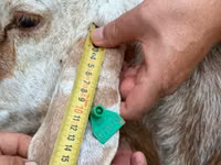 母羊, East Friesian Dairy sheep — 照片 6