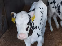 मवेशी (लॉट, लिंग निर्दिष्ट नहीं), Russian Black pied cattle — फ़ोटो 7