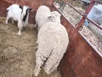 公羊, Sheep — 照片 4
