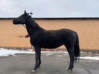 Mare, Akhal-Teke — photo 3